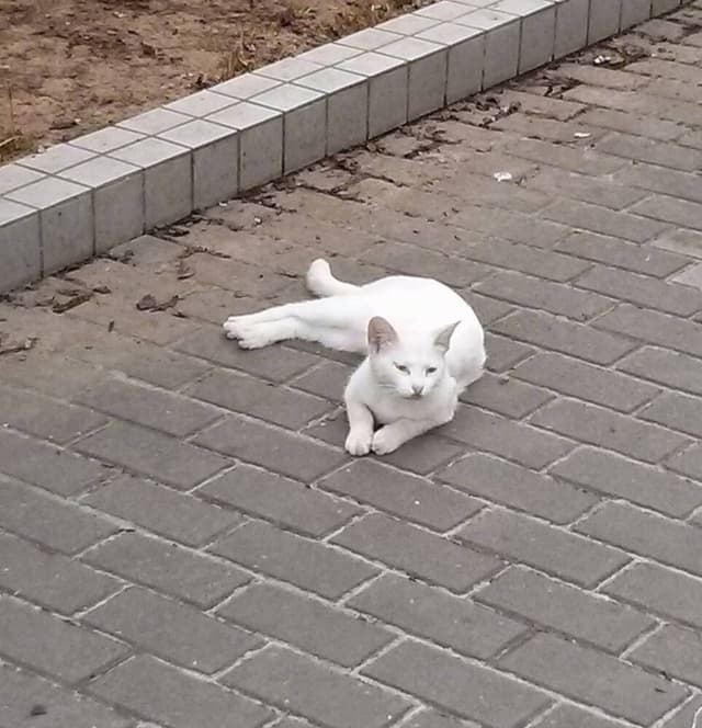 宿舍的猫